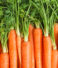 Carrots 101: Know Your Carrots Better